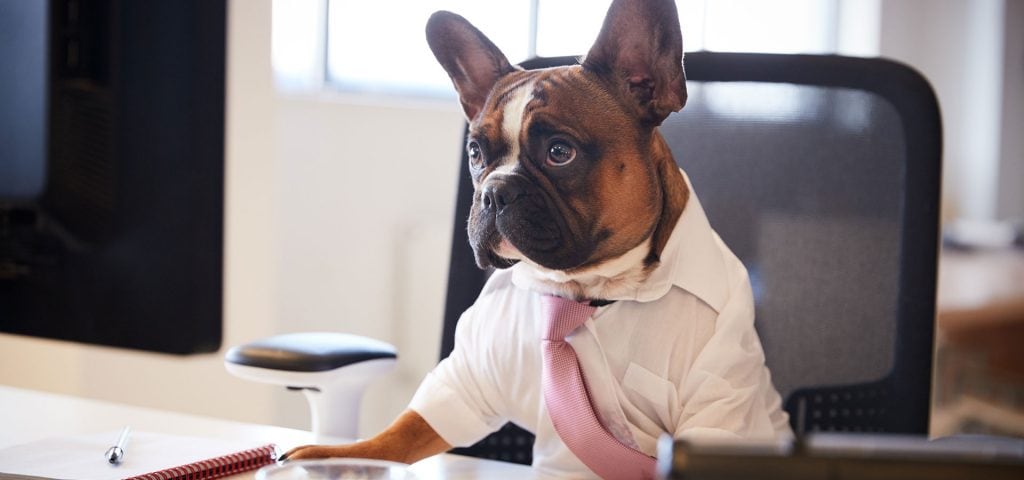 Warum sollten wir über Hunde am Arbeitsplatz nachdenken?